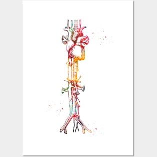 Aorta vein and heart Posters and Art